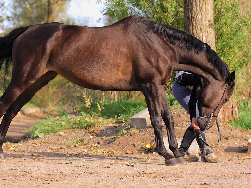Easy Stretches To Help You and Your Horse