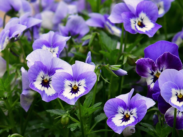 January Garden Tips with Mike Darcy