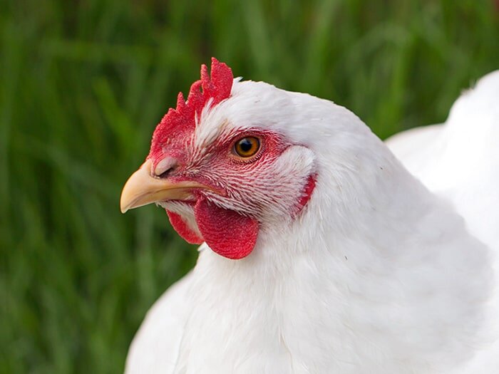 How to Raise Cornish Cross Chicks