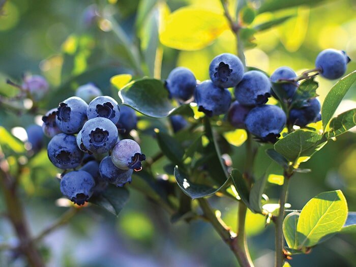 Growing Blueberries
