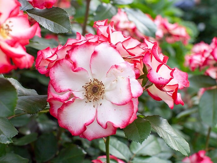 Rose Classification Basics with Mike Darcy