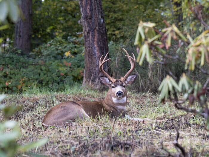 Using Deer Attractants & Supplements to Feed and Attract Deer