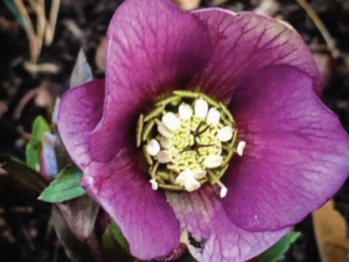 Tough Love & New Blooms with Mike Darcy