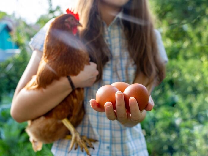 The Best Egg-Laying Chickens for Your Farm