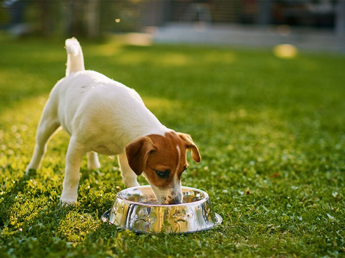 How to Treat Dog Urine Spots on Your Lawn