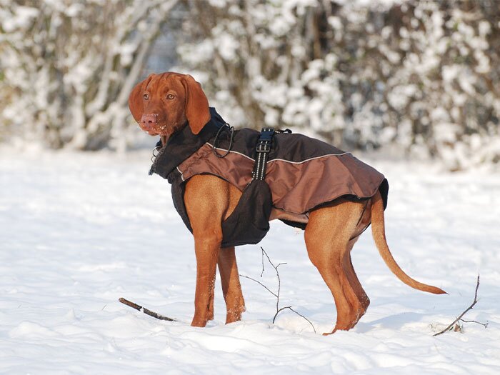 How to Pick the Right Dog Jacket for Every Weather Condition