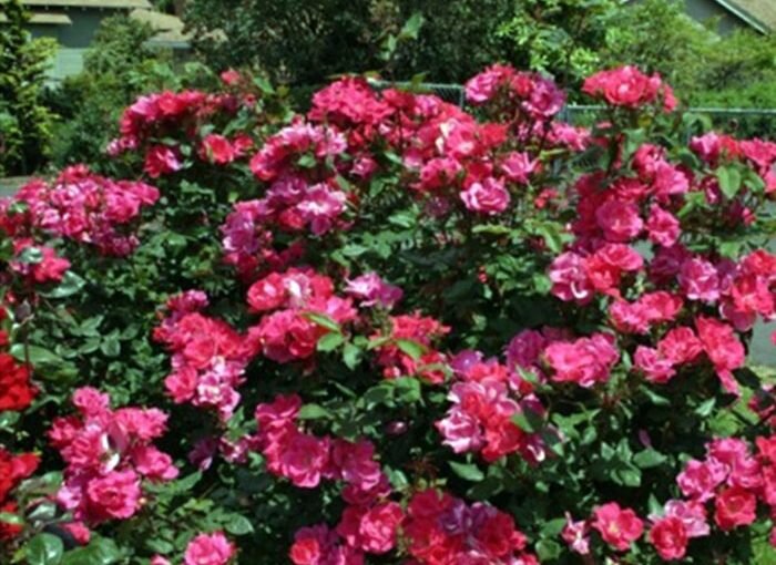 Fall Rose Care with Mike Darcy