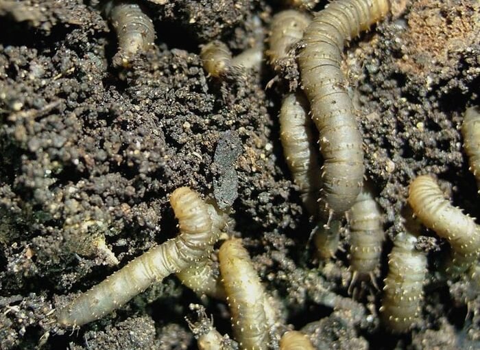 What's Eating Your Lawn