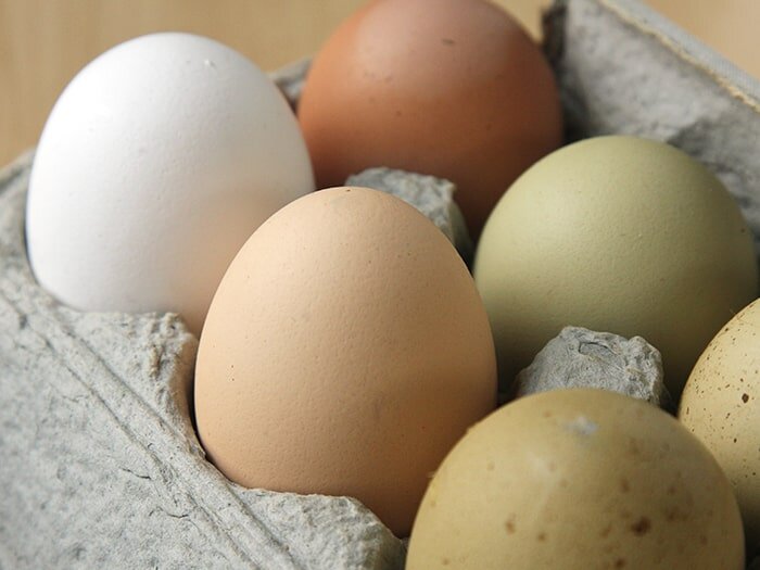 Lay the Rainbow: Chickens That Lay Colored Eggs