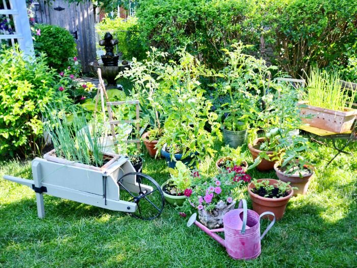 Heat-Tolerant Plants for Your Yard & Garden