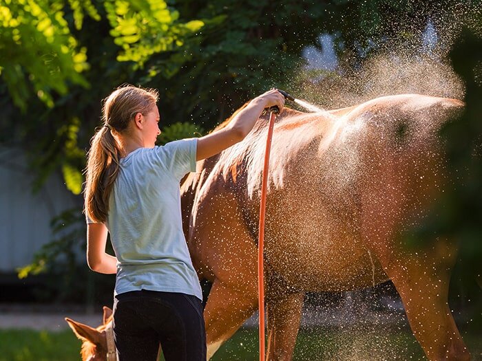 How to Give a Horse a Bath