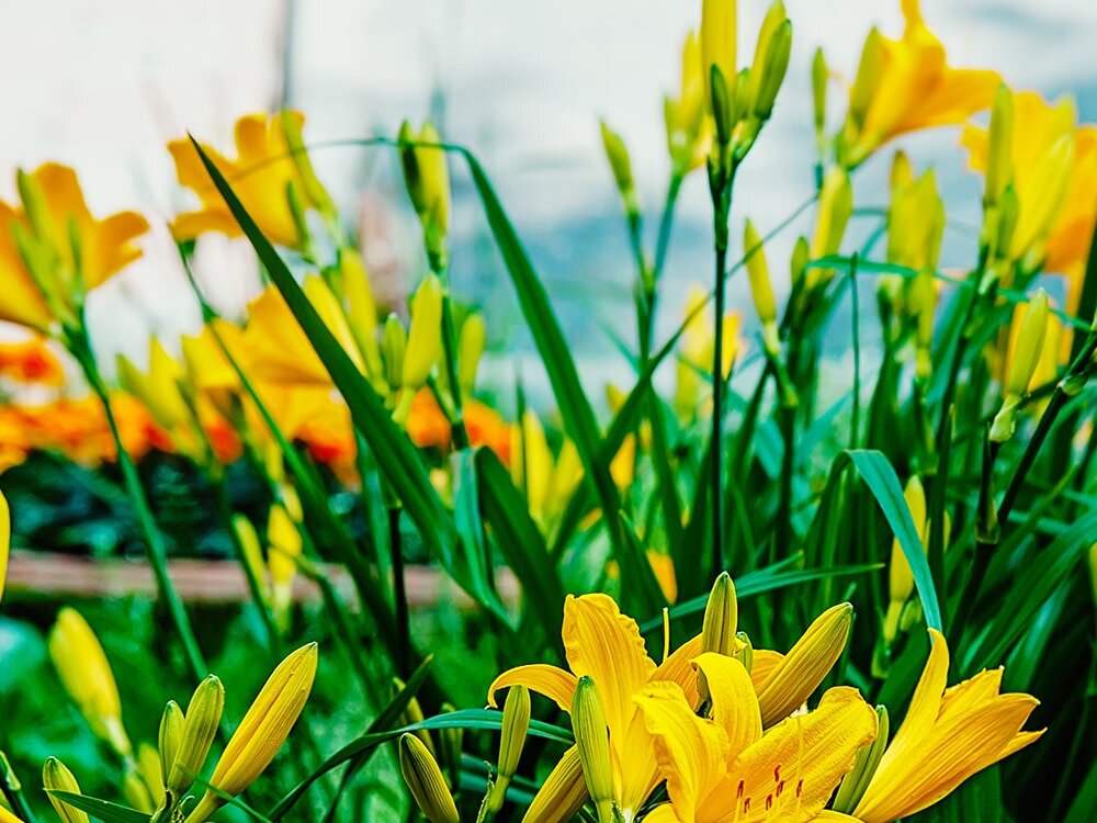 Your April Garden Checklist with Mike Darcy