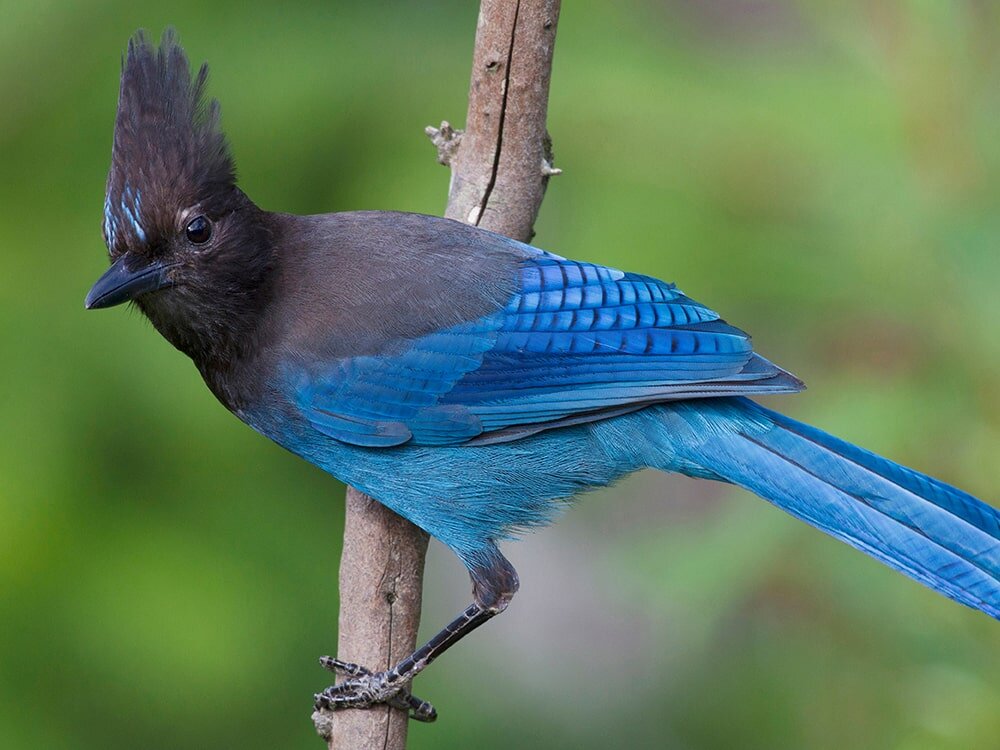 Common Birds of the Northwest