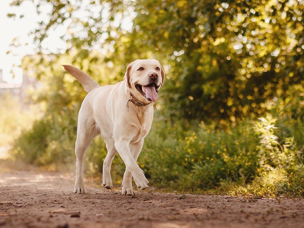 What’s the Difference Between Food Sensitivity & a Food Allergy