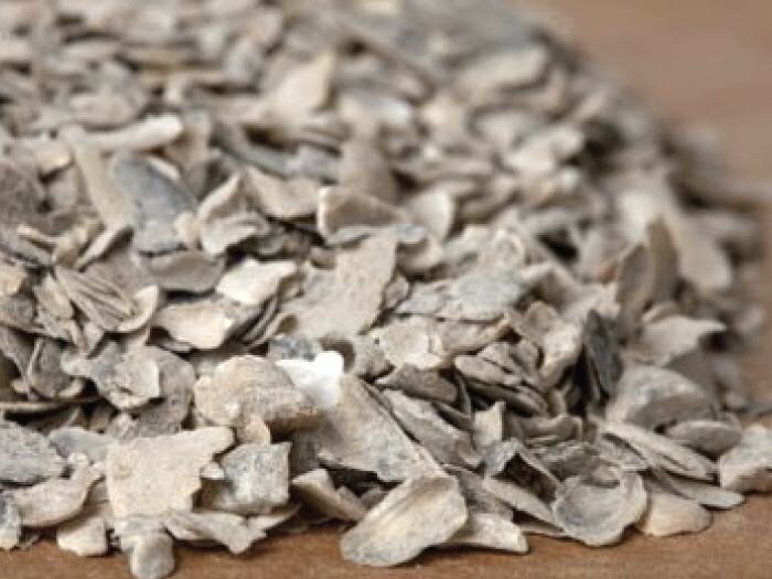 CALCIUM: For The Shell Of It