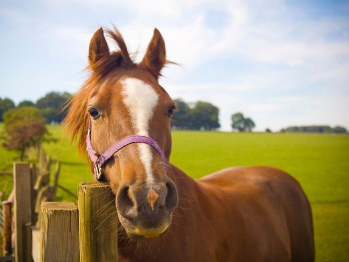 Choosing the Best Fencing for Your Horses