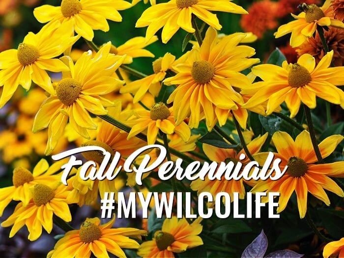 Fall Perennials