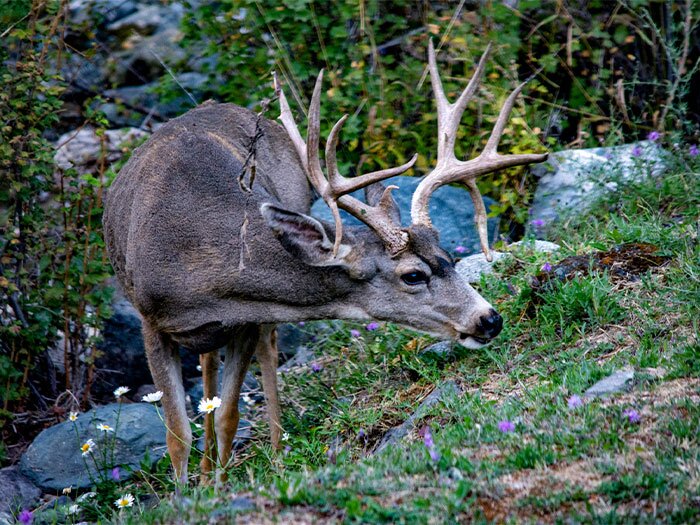 How to Attract Wildlife to Your Property