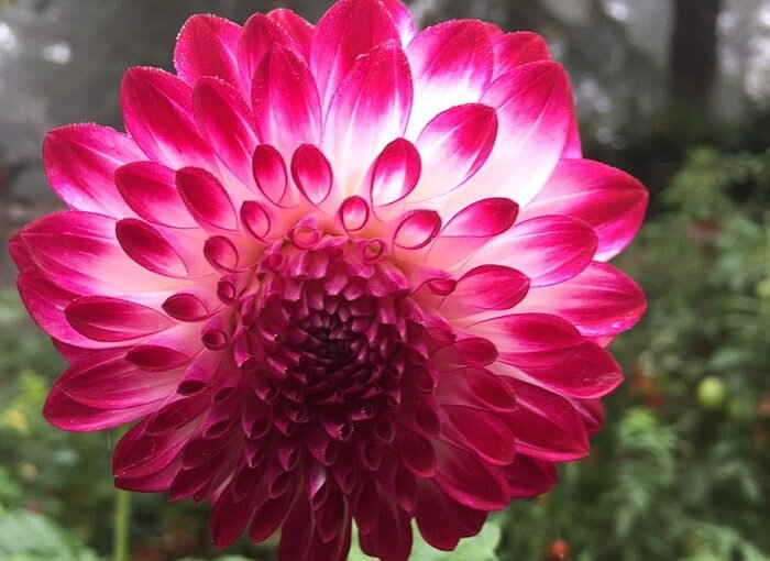 Overwintering Dahlias