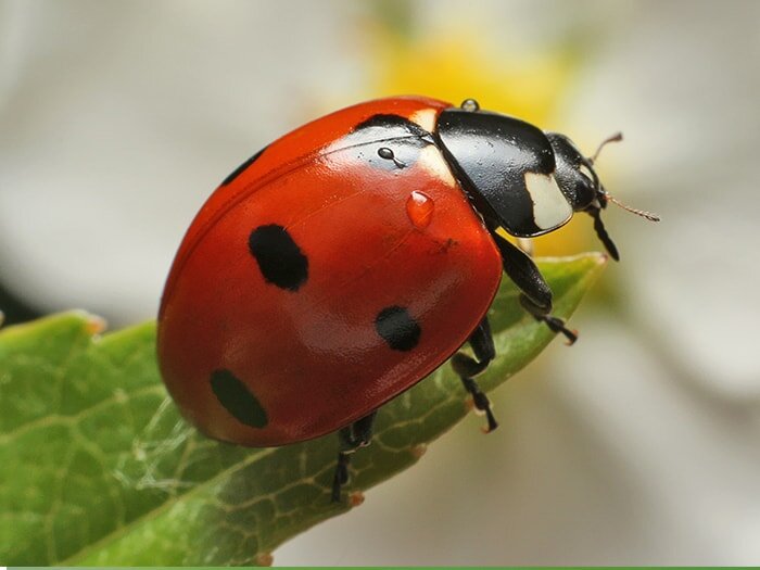 Lady Bugs - Pretty Predator