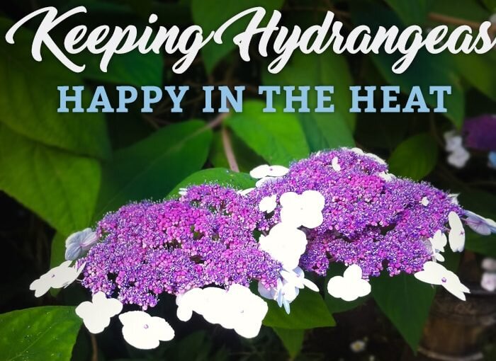Keeping Hydrangeas Happy in the Heat with Mike Darcy