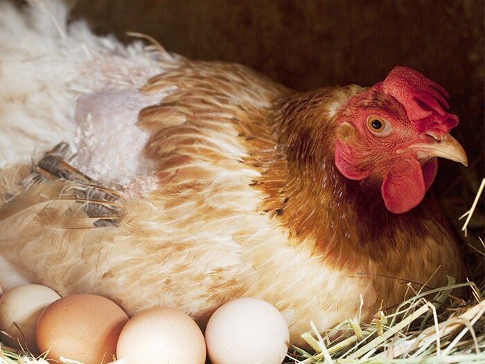 Laying Hen FAQs: The Broody Hen, Soft-Shell Eggs and More