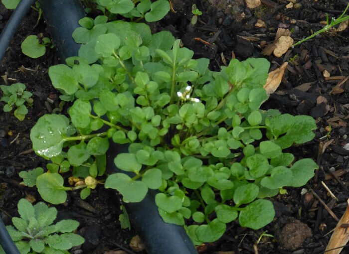 Weed Control with Mike Darcy
