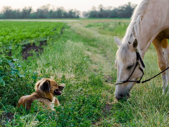 Keeping Farm Animals Protected and Cool From Heat All Season Long