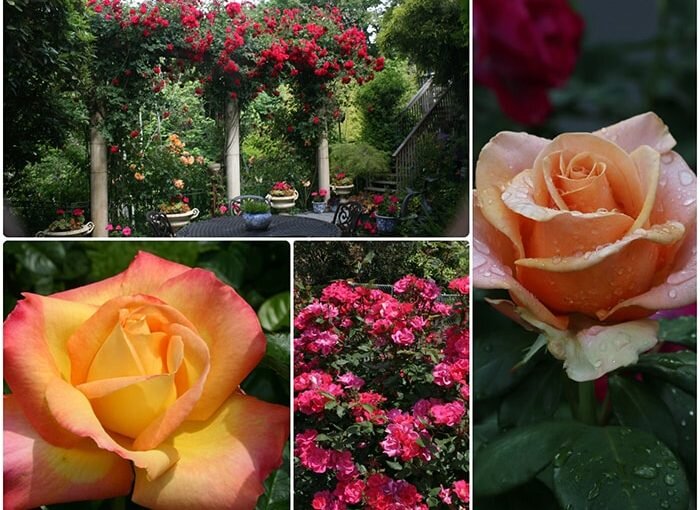 Rethink Roses with Mike Darcy