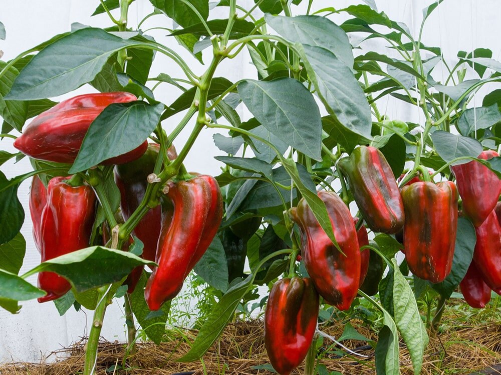 Best Way To Plant Peppers
