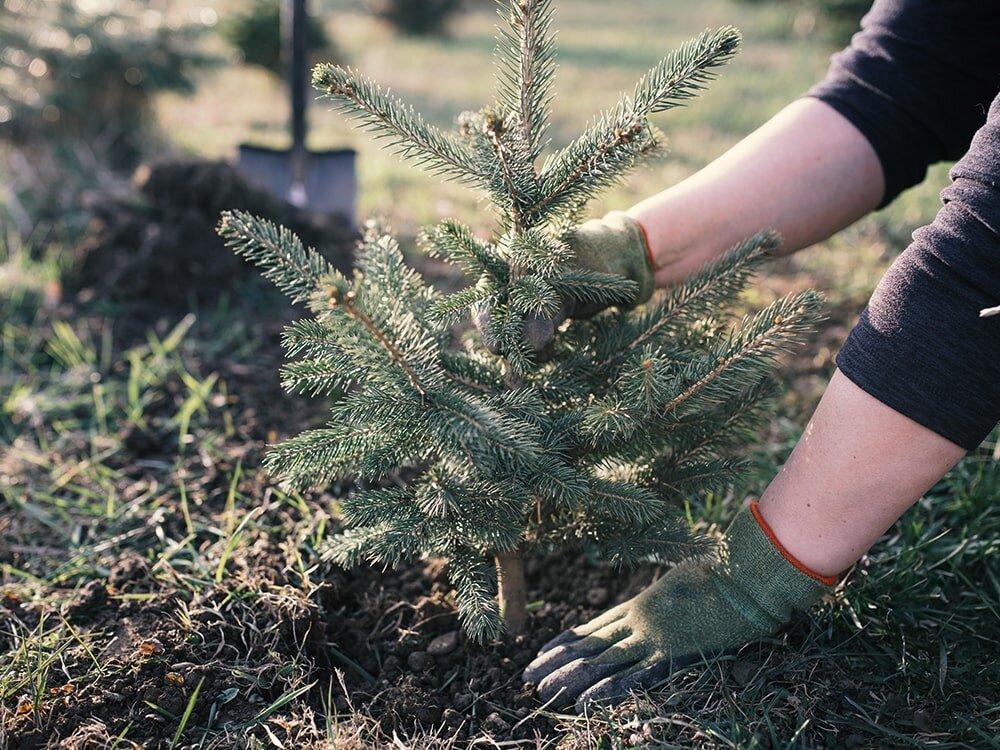 How to Have a Live Tree for the Holidays