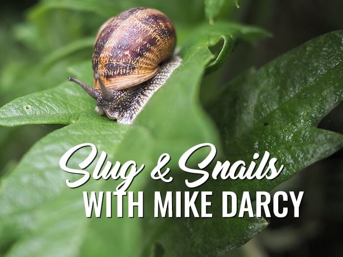 Fall Slug & Snail Control for Home Gardeners with Mike Darcy