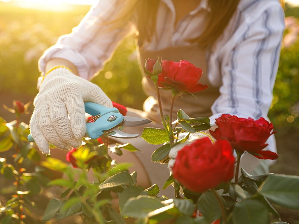 Your May Garden Checklist with Mike Darcy