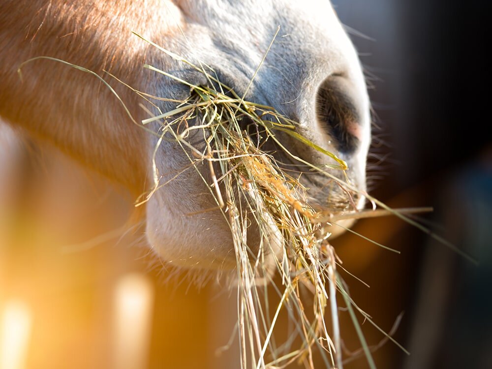 Hay Girl, Hay! Feed Your Horse These Types of Hay & Watch Them Shine