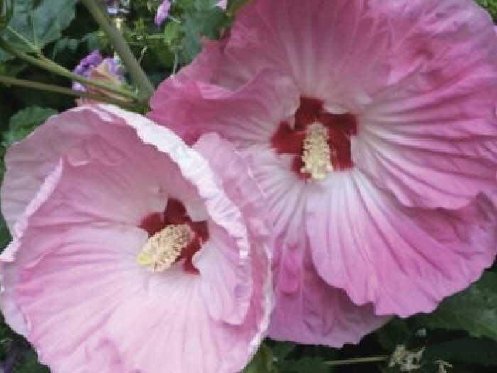 Summer Hardy Blooms with Mike Darcy