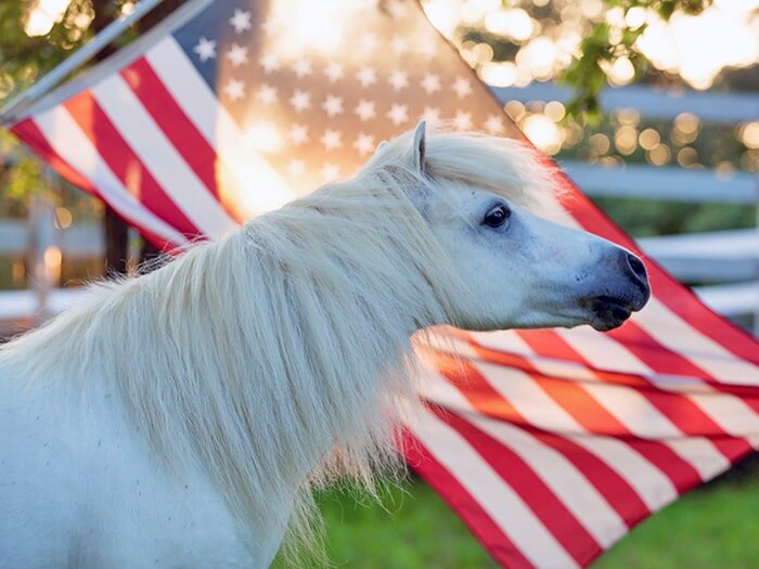 Keep Your Horse Calm During Fireworks