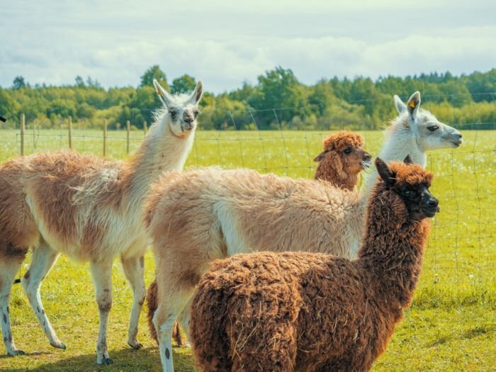 Guide to All Things Llama & Alpaca