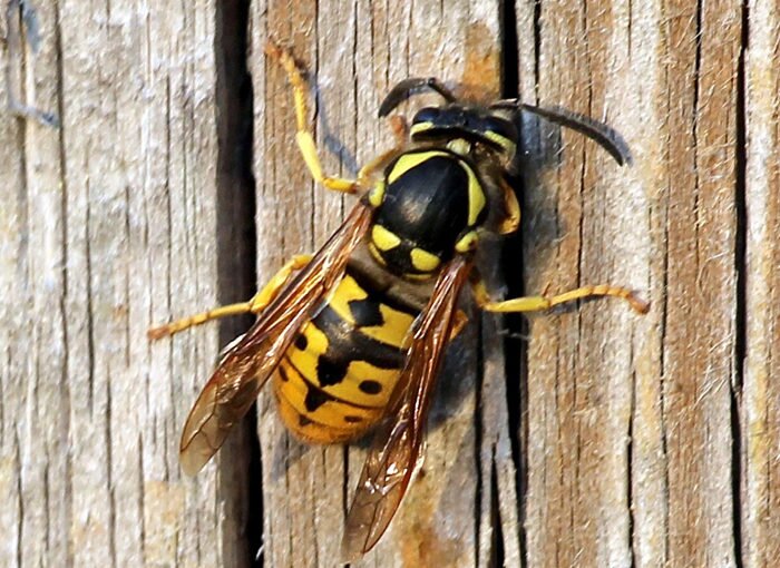 How to Get Rid of Yellow Jackets with Mike Darcy