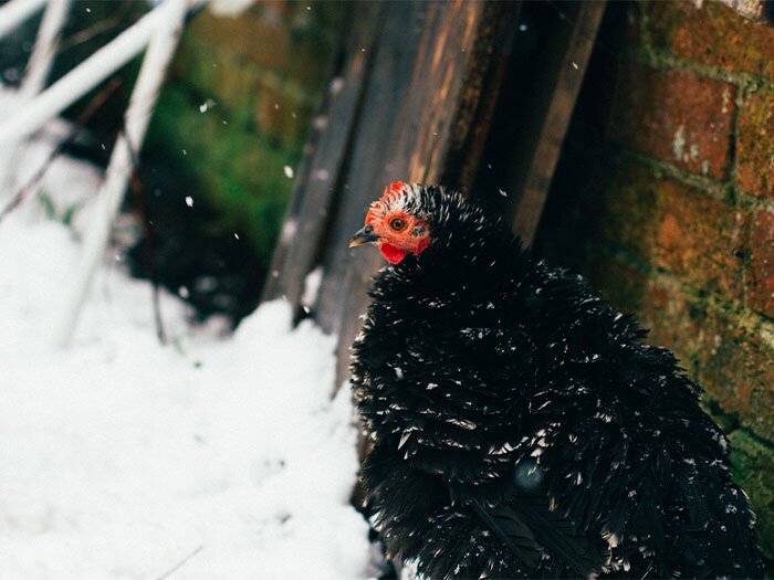 How to Keep Your Chickens Warm During the Winter