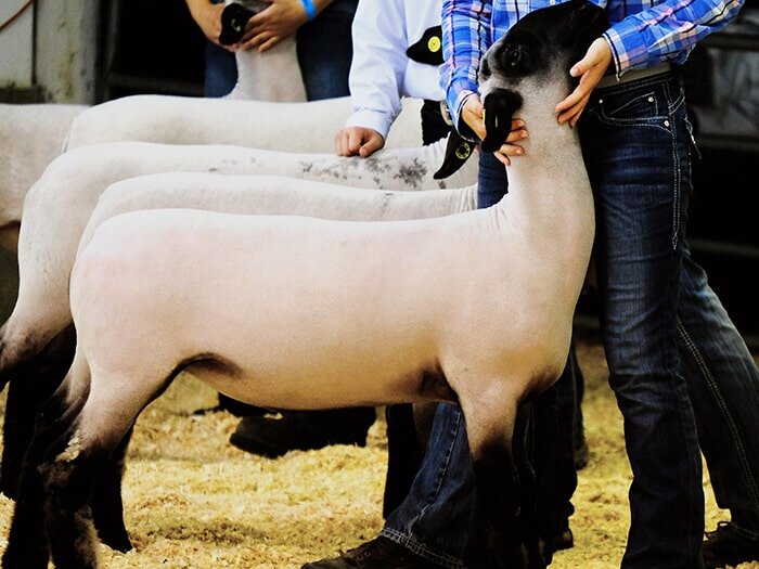 Preparing Market Livestock: How to Get Ready for Show Season