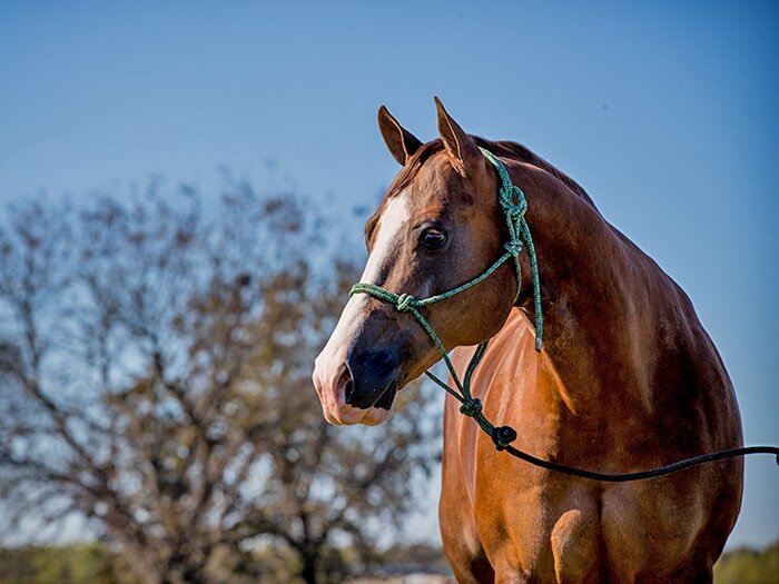 What are Electrolytes and When Does My Horse Need Them?