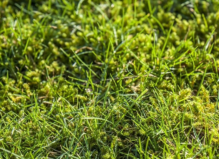 Spring Moss Control with Mike Darcy