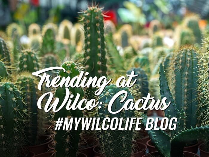 Trending at Wilco: Cactus