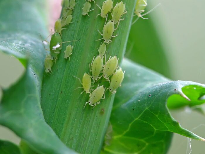 Aphids: Where They Come From and How to Treat Them