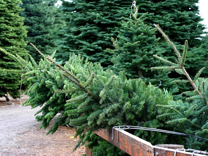 Oregon Grown Christmas Trees Now at Wilco