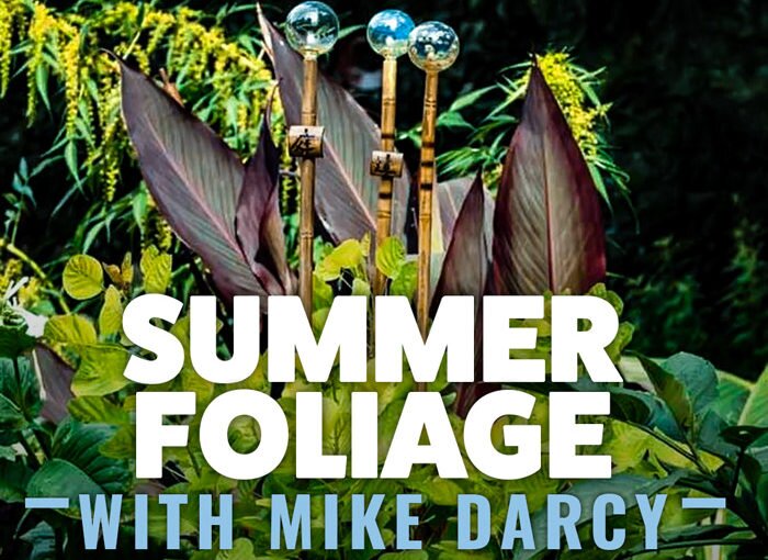 Summer Foliage with Mike Darcy