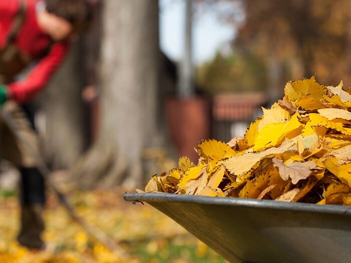 November Garden Tips with Mike Darcy