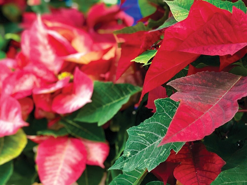 Keeping Your Poinsettia Lively with Mike Darcy