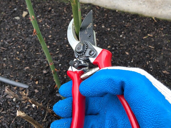 What to Prune & When