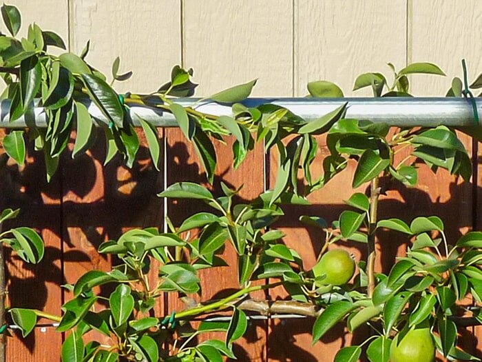 Fitting In Fruit Trees with Mike Darcy